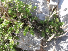 Origanum onites