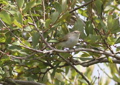 Phylloscopus orientalis
