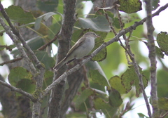 Phylloscopus orientalis