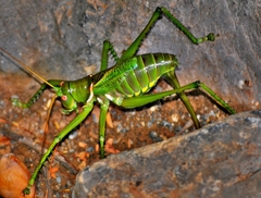 Neobarrettia spinosa