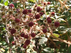 Rubus urticifolius