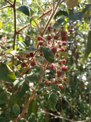 Rubus urticifolius