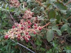 Rubus urticifolius