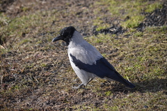 Corvus cornix