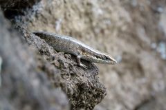 Trachylepis comorensis