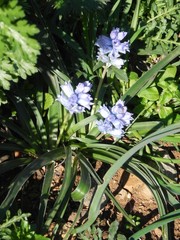 Bellevalia hyacinthoides