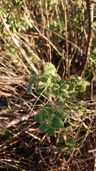 Pseudodictamnus hirsutus