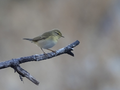 Phylloscopus ibericus