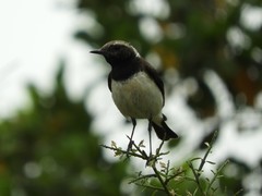 Oenanthe cypriaca