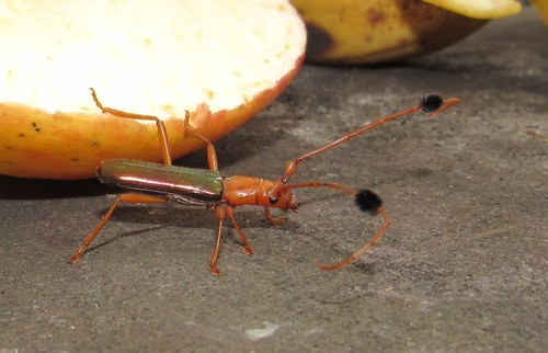 Compsocerus violaceus photo 4