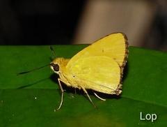 Cupitha purreea