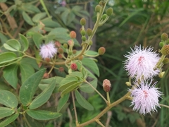 Mimosa albida