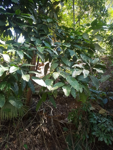 Protium panamense observed 2020-10-30