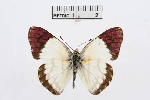 Lilac Tip