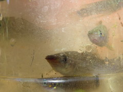 Poecilia mexicana