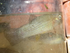 Poecilia mexicana