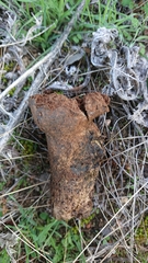 Scleroderma meridionale