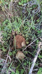 Scleroderma meridionale