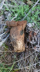 Scleroderma meridionale