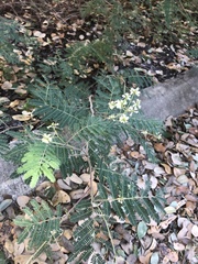 Vachellia campechiana