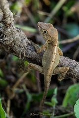Anolis cybotes