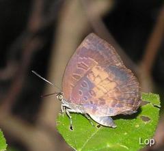 Arhopala perimuta