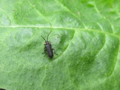 Polemius denticornis