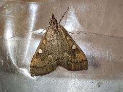 Mnesictena marmarina