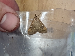 Mnesictena marmarina