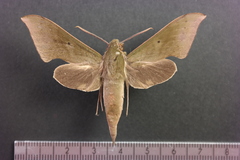 Xylophanes hannemanni