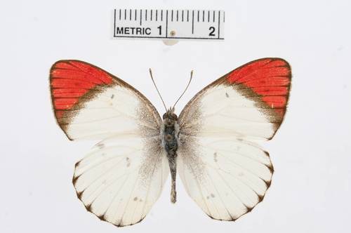 Banded Scarlet Tip