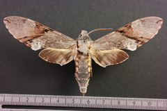 Manduca lefeburii