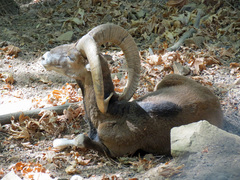 Ovis gmelini ophion