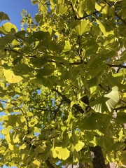 Ginkgo biloba