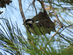 Periparus ater cypriotes