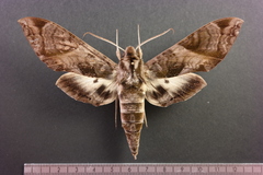 Eumorpha triangulum
