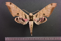 Adhemarius fulvescens
