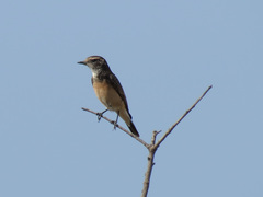 Oenanthe cypriaca