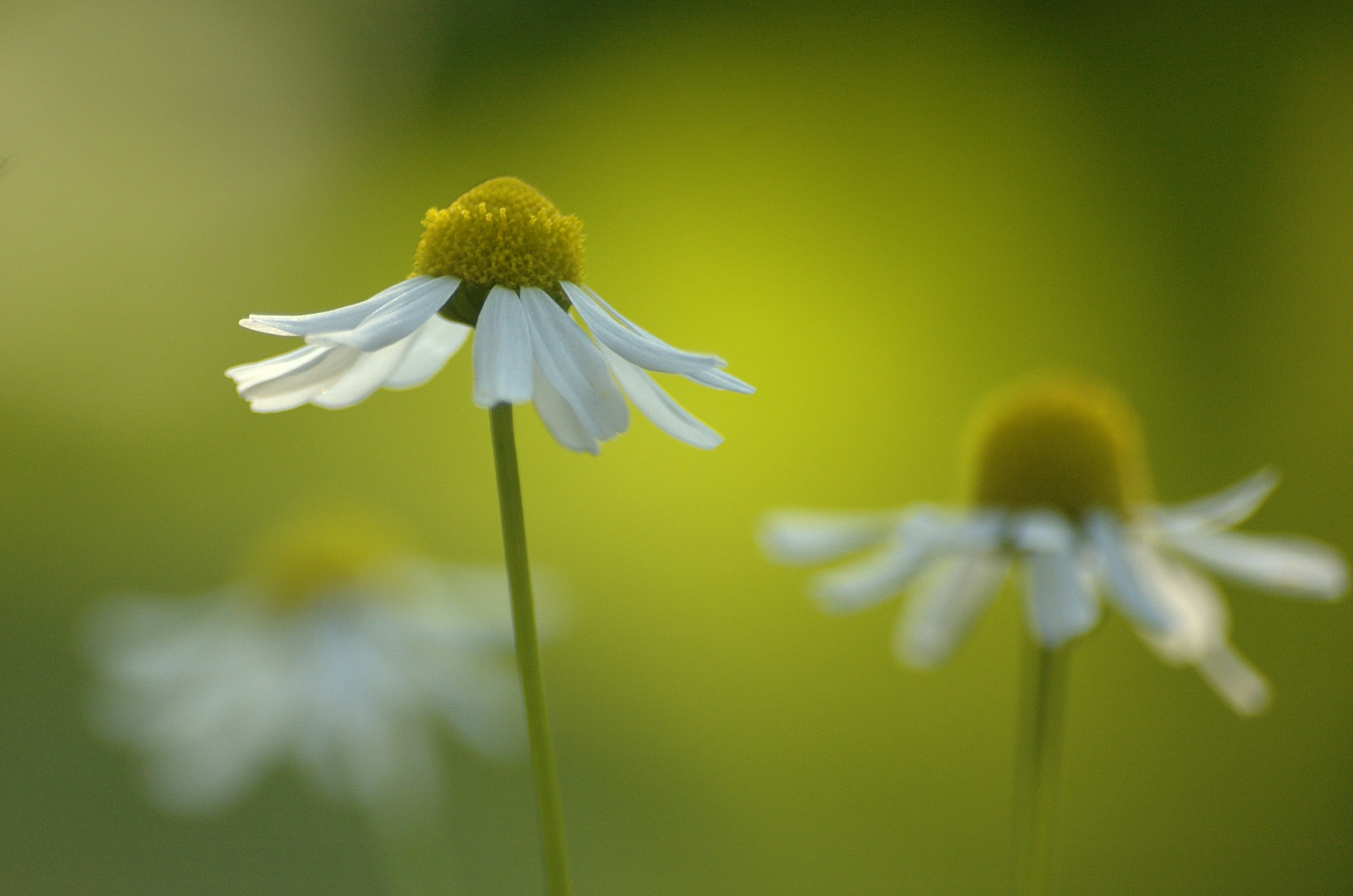 Matricaria