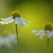 Scented Mayweed - Photo (c) AnneTanne, some rights reserved (CC BY-NC-SA)