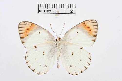 Banded Scarlet Tip