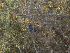 Curruca melanothorax