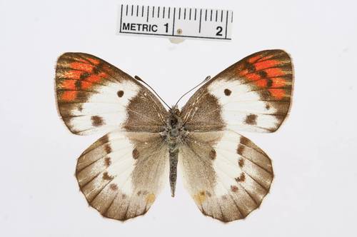 Banded Scarlet Tip