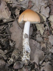 Amanita subnudipes