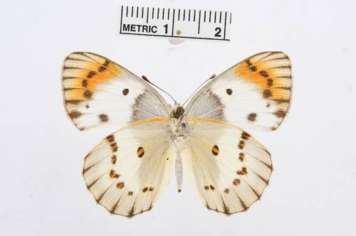 Banded Scarlet Tip