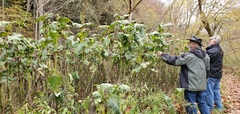 Silphium perfoliatum — photo 3