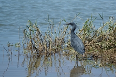 Egretta ardesiaca