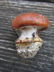 Cortinarius arcuatorum