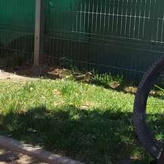 Turdus falcklandii magellanicus