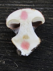 Cortinarius arcuatorum